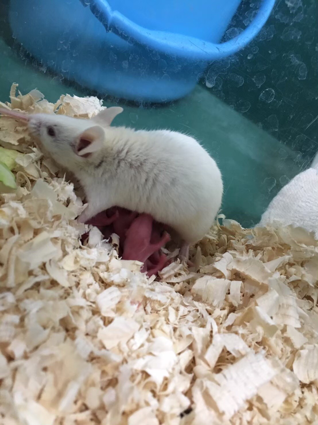 千葉市動物公園【公式】 on X: 
