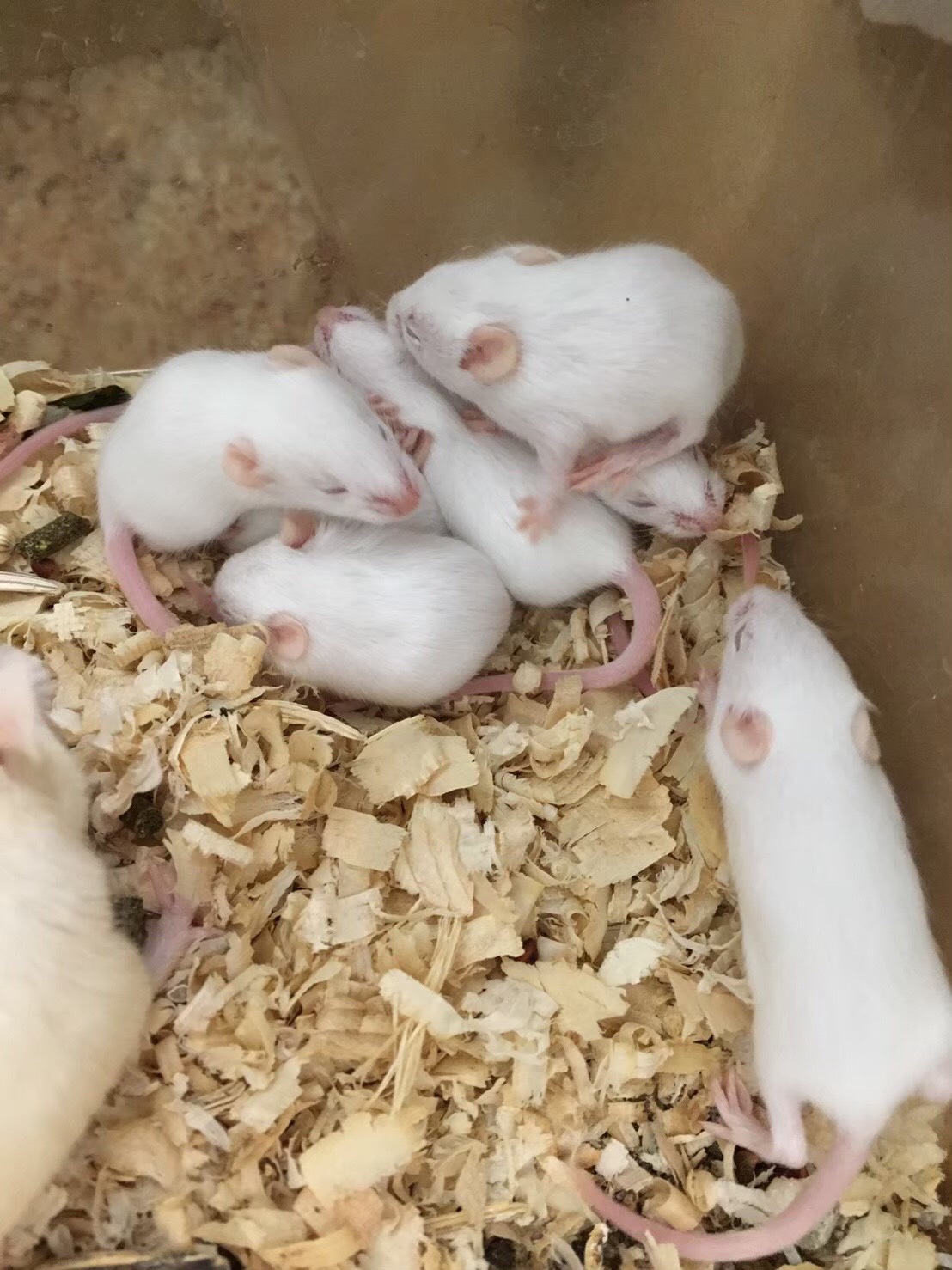 千葉市動物公園 公式 ハツカネズミの名前の由来は妊娠期間が約日だから 毛も生えていない状態で生まれます 生後 約2週間で毛も生え 目も開き 約1ヶ月後にはおとなと同じ大きさまで成長します ギ 千葉市動物公園 おうちで動物公園 子ども
