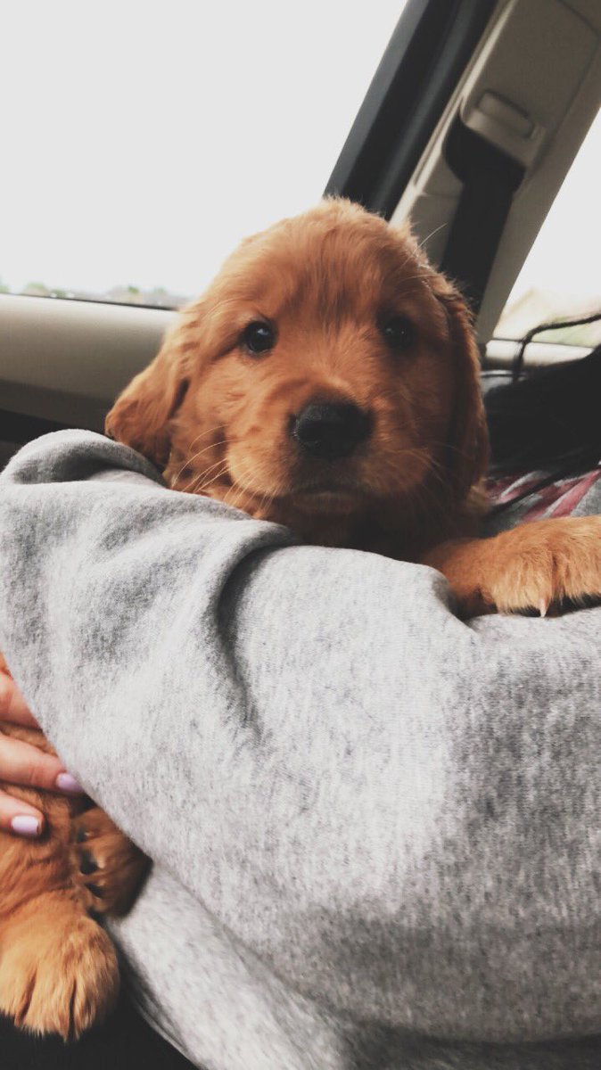 Hannah_Shoaf's tweet photo. can’t wait for so many adventures with you, Fenway 🤍 https://t.co/bcWtAESXvi