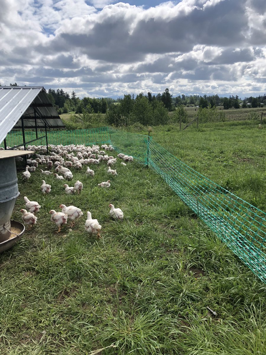KMFarmPoultry's tweet photo. It’s a beautiful day to be a chicken out on pasture https://t.co/Fdo1Nh5I0d