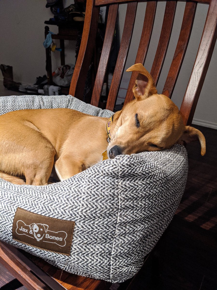 Synessa's tweet image. @tomlinsonsfeed Marty really likes the bed we got at Tomlinsons in Leander! He likes to be close on game night!