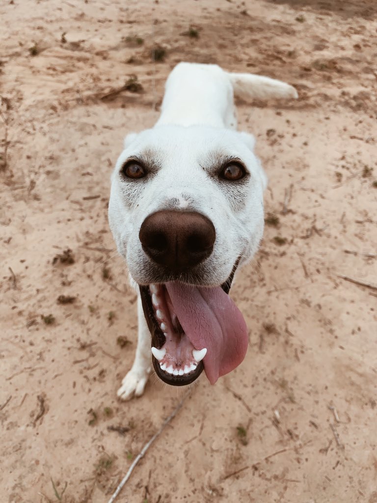 camrynbry's tweet photo. Rare I get cute photos like this of Trip, he’s usually always playing around never stays still 🤦🏼‍♀️🐾 🤪 #buthescute https://t.co/90SFIXiyYa