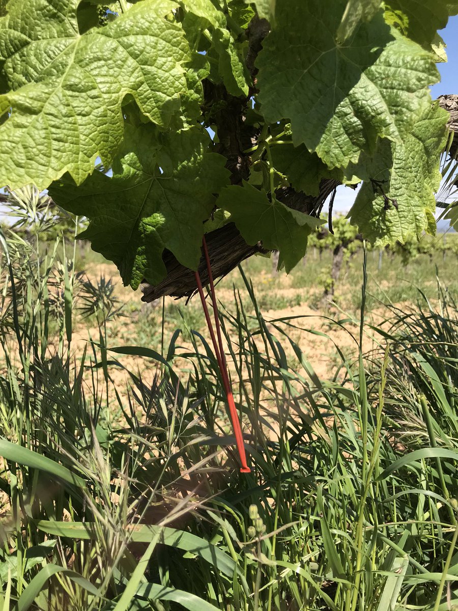 Mas Comtal tweet media