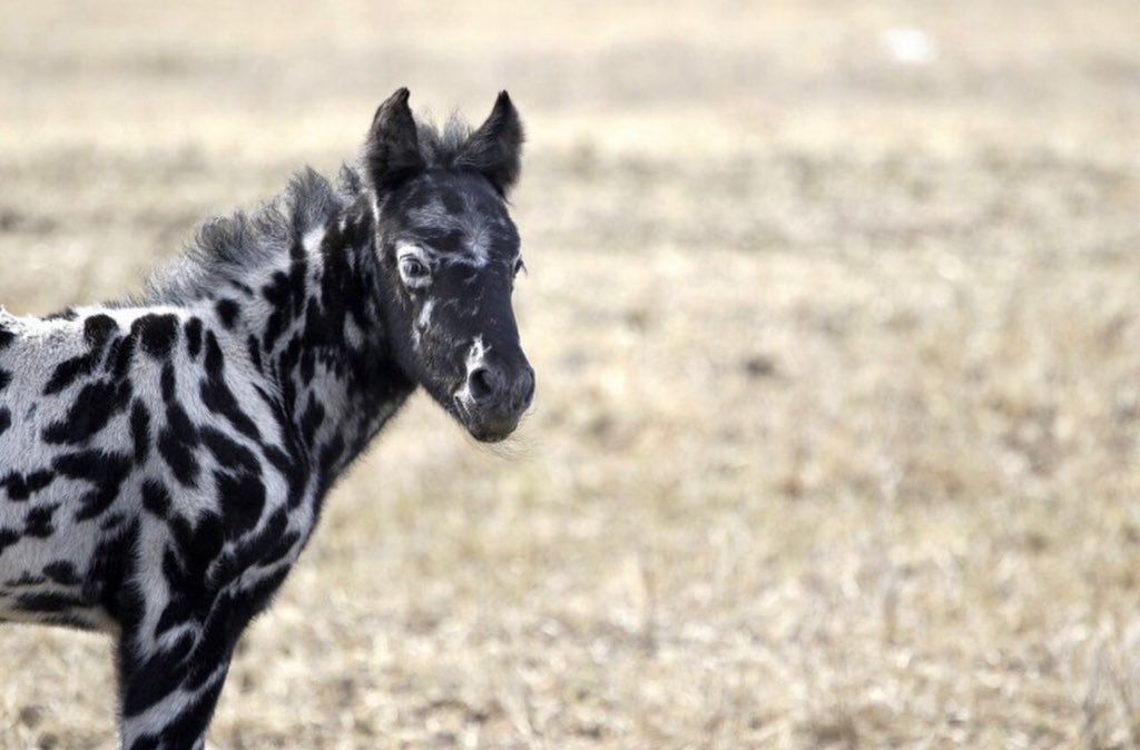 Зеброид гибрид. Зеброид селекция. Зеброид селекция. Зеброид селекция. Зеброид селекция.