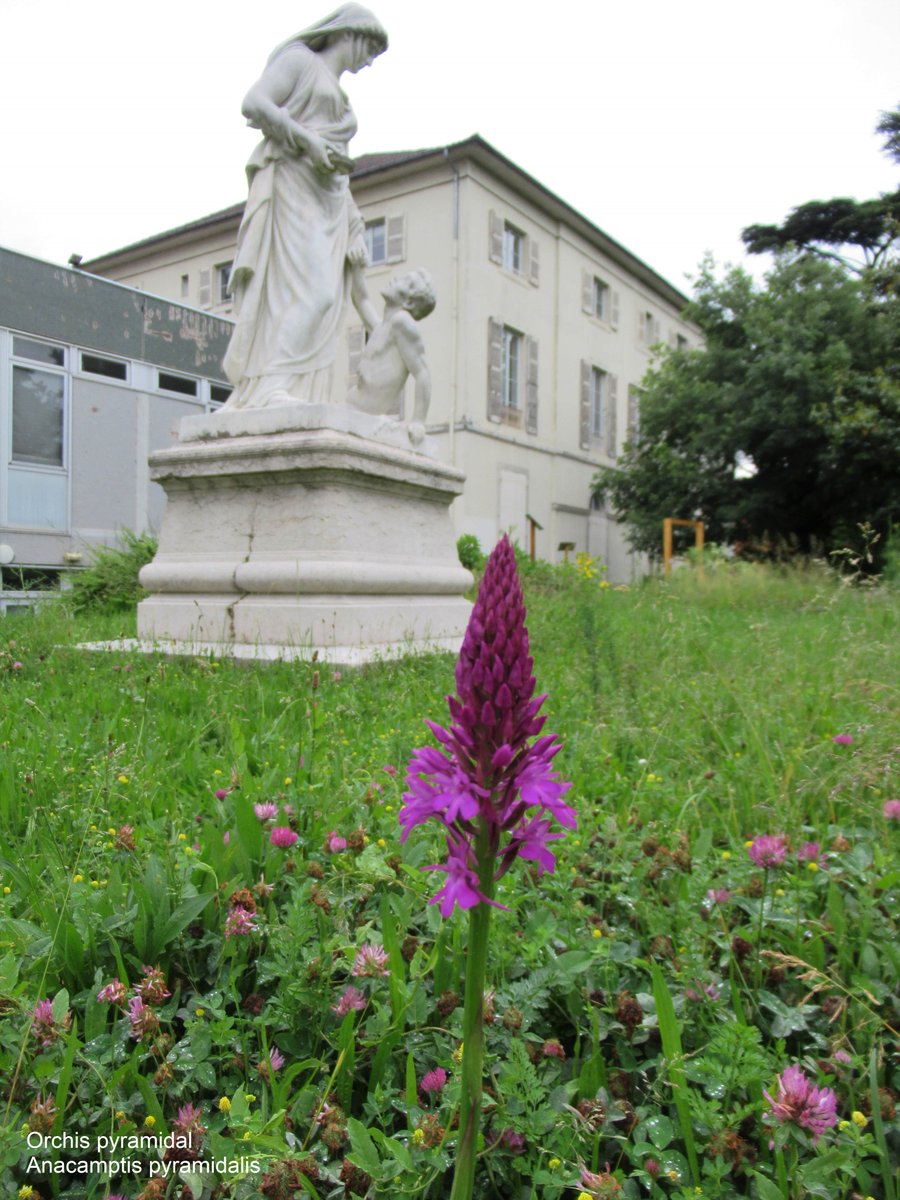JardinVillars's tweet photo. Résultats de la tonte raisonnée et du confinement au @JardinVillars : les #orchidées sauvages (orchis pyramidal, orchis bouc, ophrys araignée, céphalanthère) pointent leur tête pour notre plaisir : venez les voir devant le rucher et la statue "Allégorie de la Médecine" ! https://t.co/FvV13C7XbG