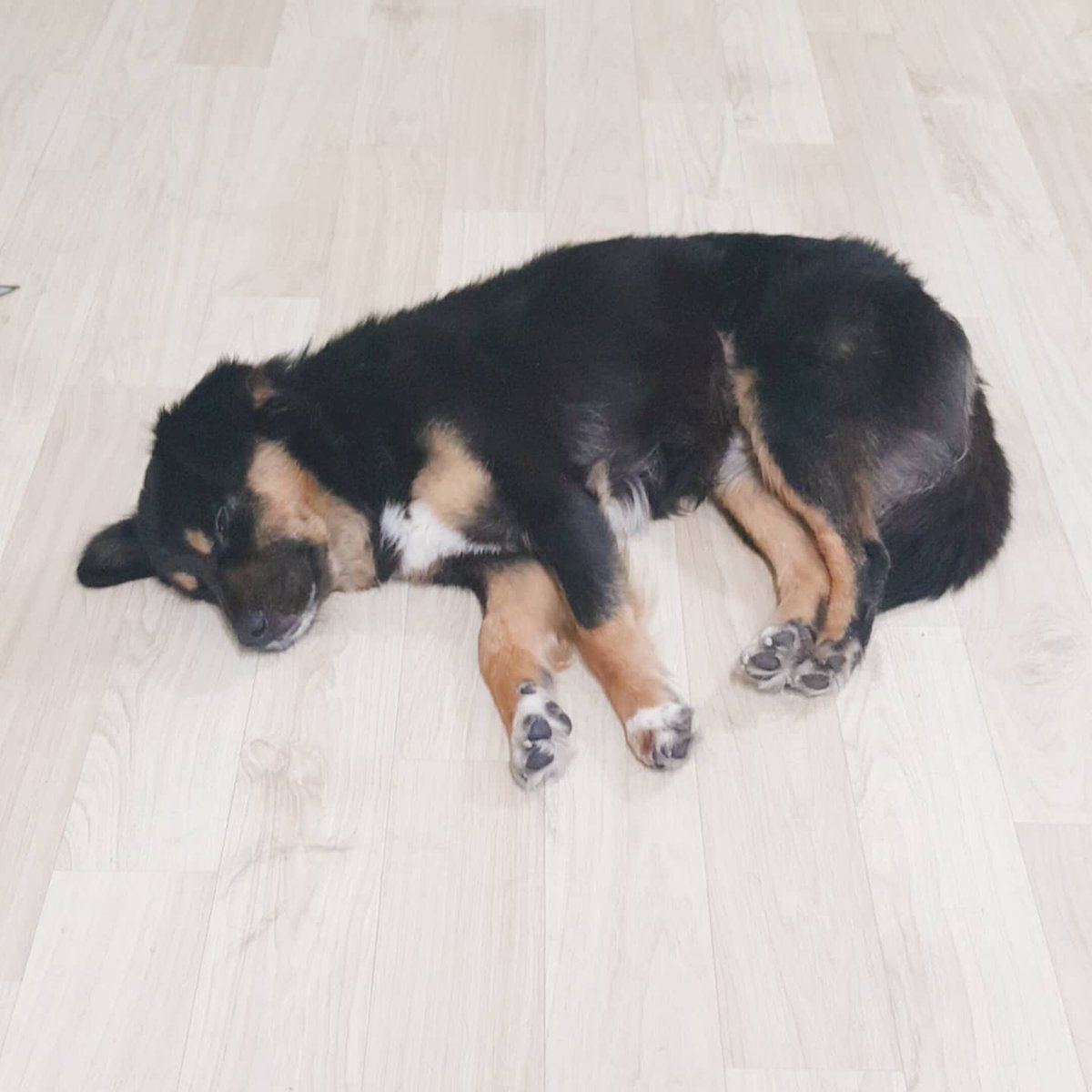5my9od's tweet photo. 잃어버린 곳 위치와 초랭이 사진 추가로 첨부합니다. 이렇게 생긴 아이를 보시면 연락 주세요
사진 상에 차고 있는 하네스를 물고 갔다고 합니다.
부디 연락주세요 https://t.co/JCsxIopS8t