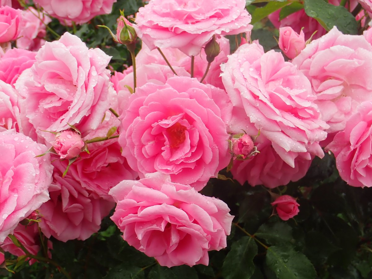 神代植物公園 ニュース Sur Twitter スタッフより 園芸係 昨日に続き 神代植物公園 にばら園が作られることの発端となった ロサンゼルスから送られた日米親善のバラの品種を紹介します 写真は 左 ムーンスプライト 右 クイーン エリザベス 今 見