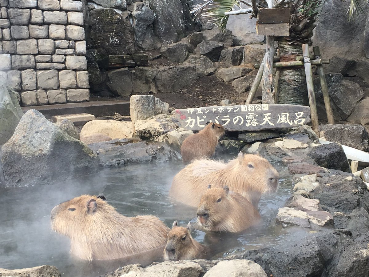 Zooライダー 頑張れ民営動物園 13 伊豆シャボテン動物公園 カピバラで非常に有名ですが 世界最年長ハシビロコウのビルくん ミナミ キタの双方揃ったコアリクイなども人気 国内唯一のアグーチやボバクマーモットも