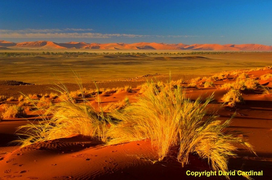 Datacolor's tweet photo. Nambia
📸 David Cardinal
➡️ https://t.co/OQFNEoYvXc
#NaturalWorld #Photography #Nature #Views #AmazingImage #Beach #Natural #NaturePhotography #USA https://t.co/91ufsqWLqs