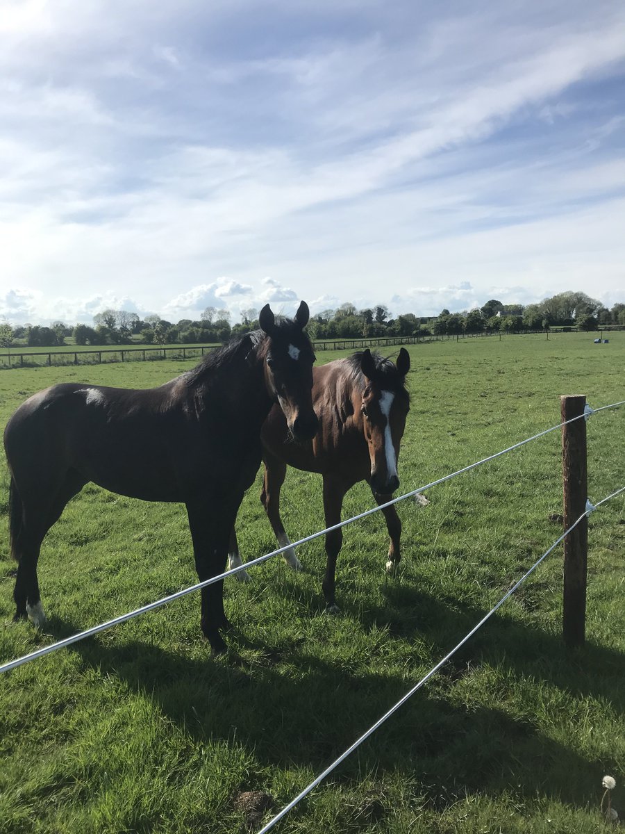 Royalracingclu1's tweet photo. Great news that Irish racing has gotten the green light to resume on June 8th 🚦. Not so great for these two, who’s holiday has been curtailed, 🌴🏓☀️ they will return to Sheila Lavery on Monday. #2yos #lestgo #flat2020 #clearoffcovid 😷 https://t.co/AmJj6qibsI