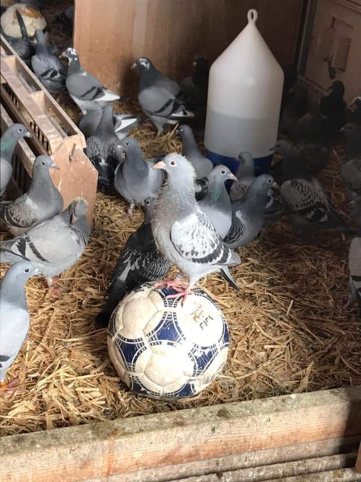 Troll Football tweet media