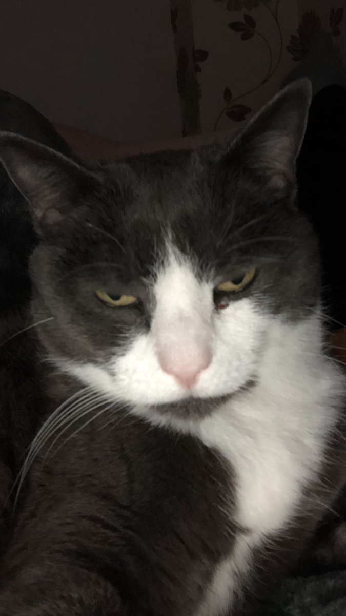 maisiethecatuk's tweet photo. This is the look I give anyone who criticises #teachers at the moment. #isolatingcatsuk #catsoftwitter https://t.co/sSyLs08mrK