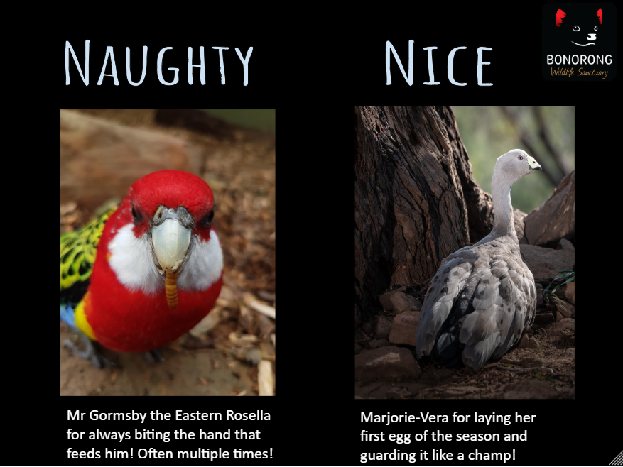 BonorongTAS's tweet photo. #bonorong #bonorongwildlifesanctuary #naughtandnice #bonoronganimals #australiananimals #goodanimals #naughtyanimals https://t.co/6bgWDi1od4