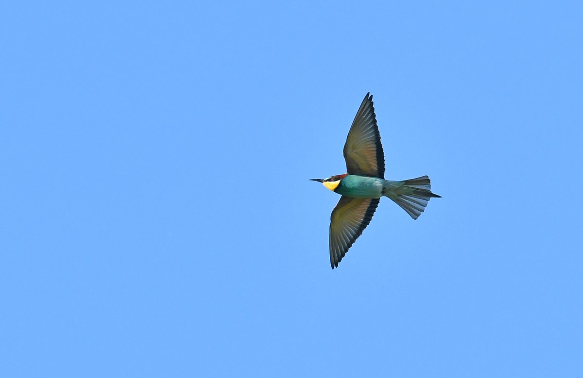 Checking the local patch yesterday evening for Spotted Flycatchers turned out to be a little more exotic than expected!! 13 Bee-Eaters in Budleigh Salterton!
Headed high SSW this morning 07.40 #patchgold