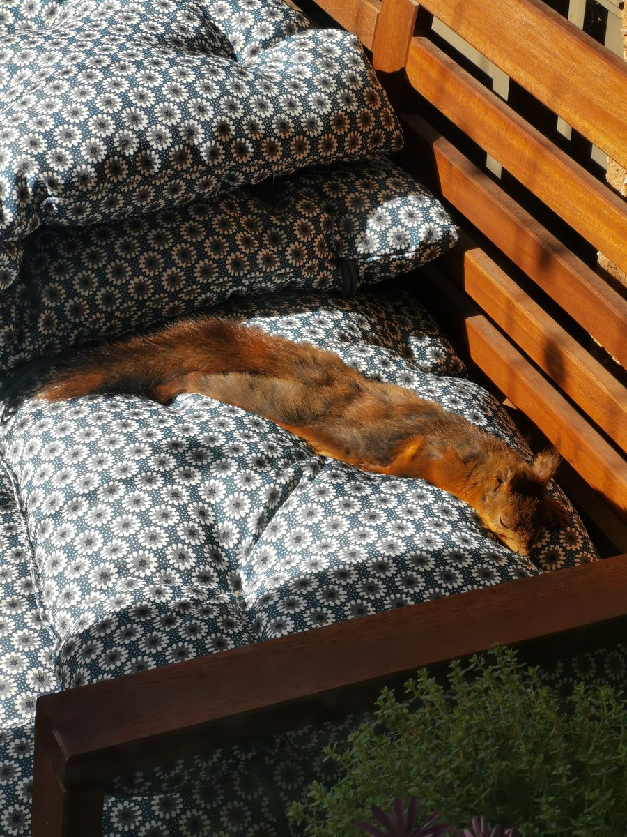 gruvarbetaren's tweet photo. När man vaknar och ekorren solar på balkongen 😍
@citydjur https://t.co/0ng5APhIEh