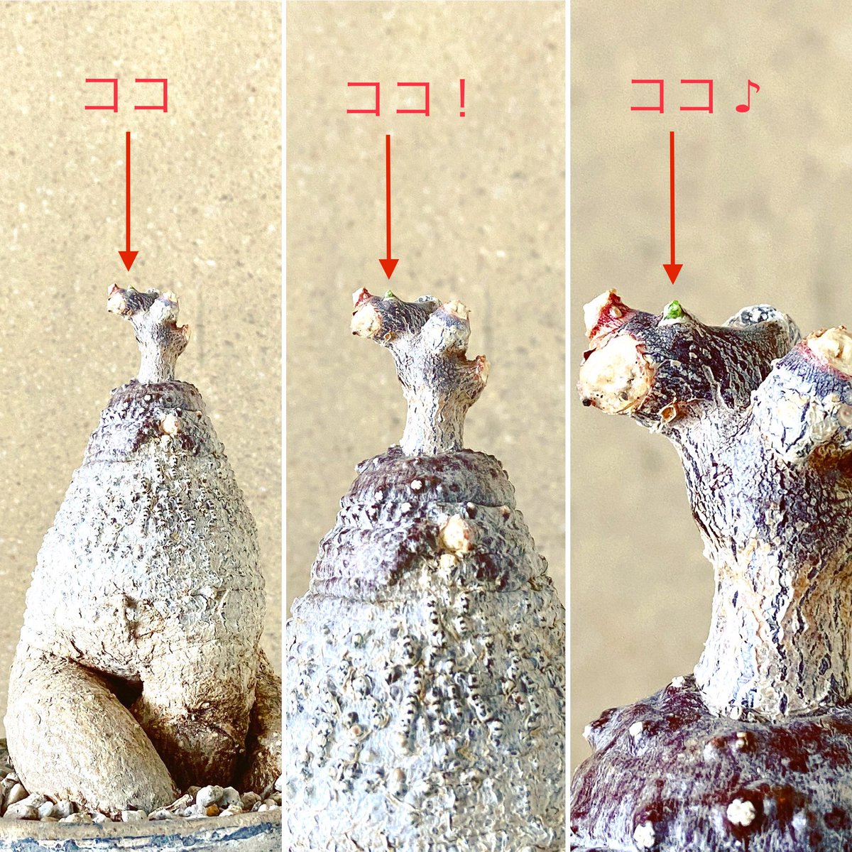 雑貨屋アルマレアル Almareal En Twitter ３月に剪定し全ての枝をバッサリと切り落とし塊根だけになっていたフォッケア エデュリス 火星人 毎朝チェックしているんだけど今朝新芽の気配を発見 心の中でガッツポーズ まだまだ小さいからよ く見ないと分からない