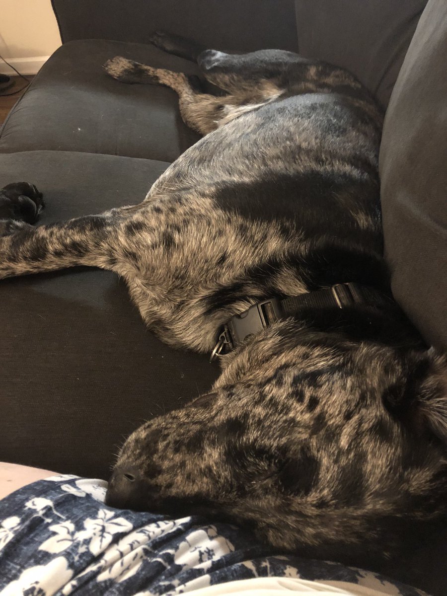 DUDEronomyMen's tweet photo. I distinctly remember a conversation with my husband about no dogs on the couch...

#koathedog #GoodBoy #DogsofTwittter #dogmom #Dog https://t.co/79tHbosNWY