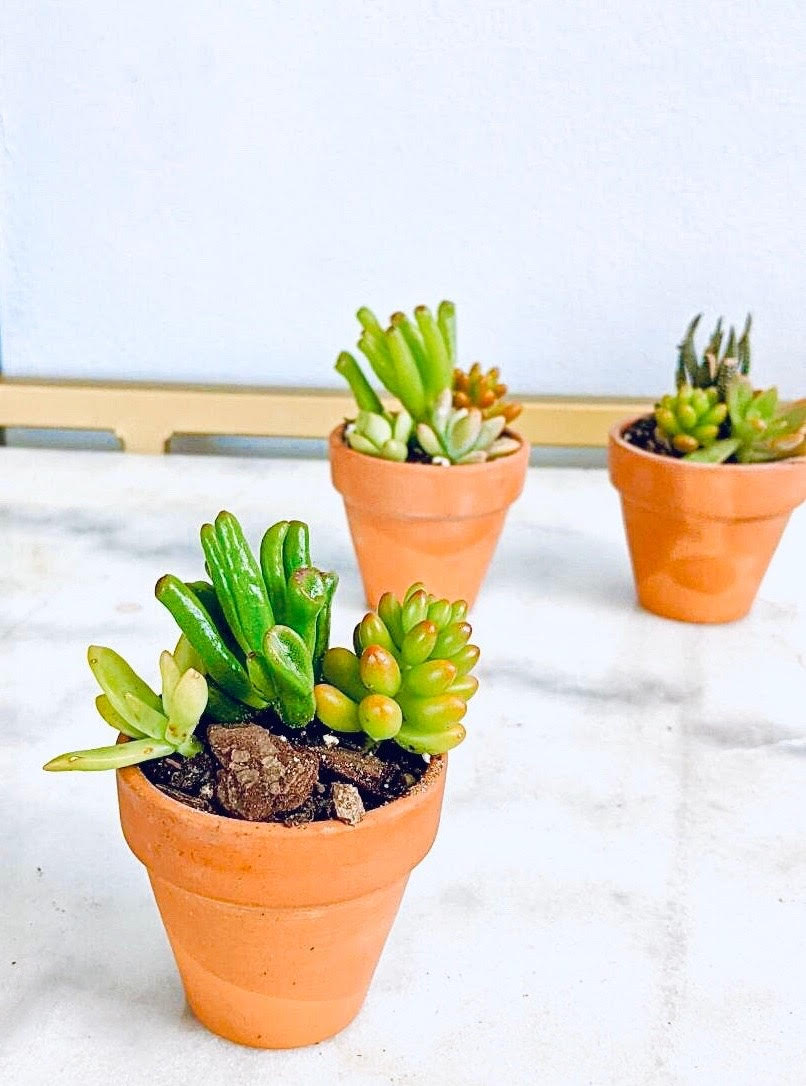 ingenioussix's tweet photo. In the past two weeks @BrokeBrownGirl1 and I have registered a business with the IRS, created a corporation, and opened a business bank account. 

All that to bring you #BrownPlantGirls: 

https://t.co/wdrVpOmiV8

Get 👏you👏some 👏quality 👏 plants 👏 AND👏arrangements!👏

PHEW. https://t.co/KWqgKCKEGH