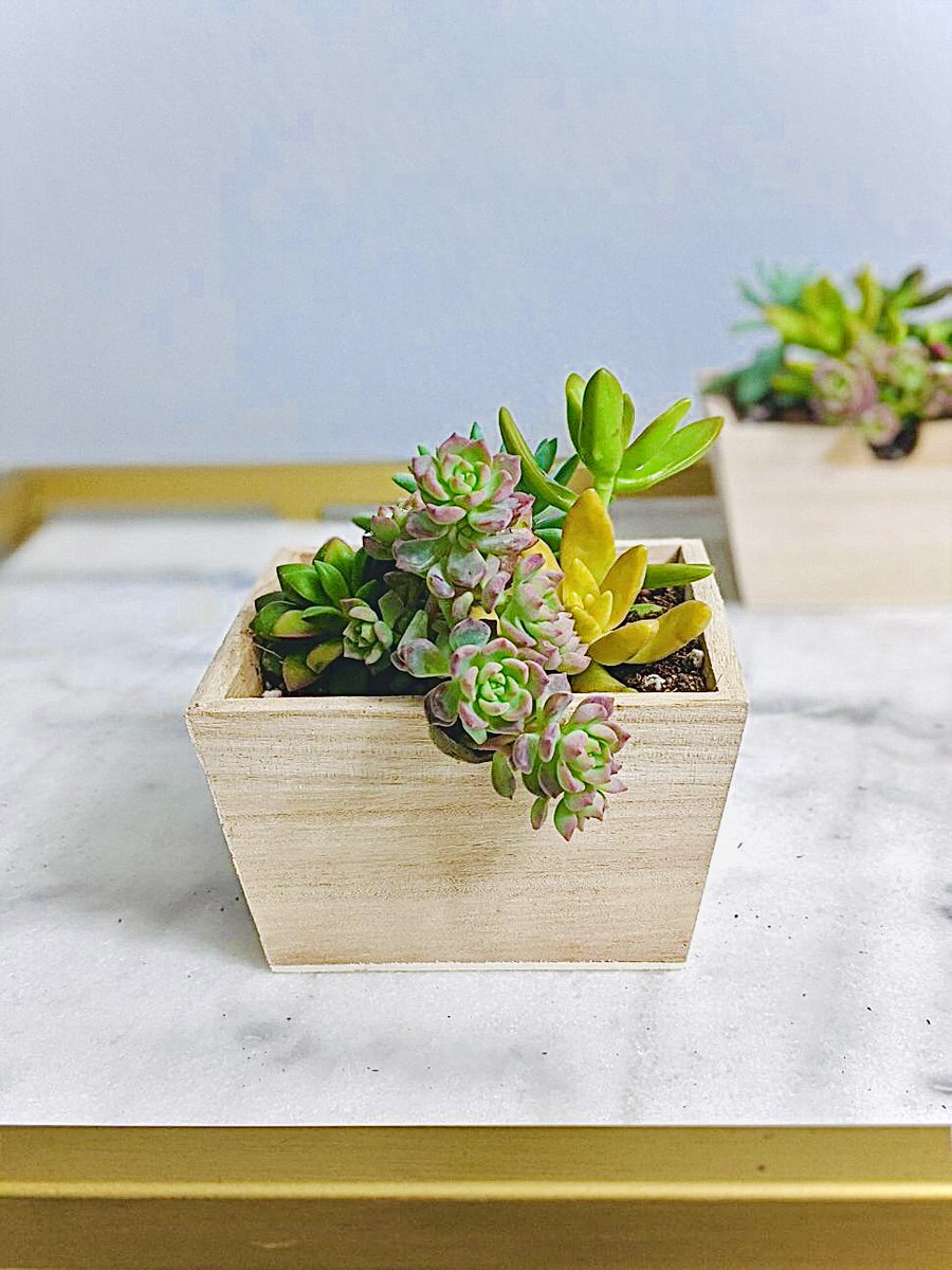 ingenioussix's tweet photo. In the past two weeks @BrokeBrownGirl1 and I have registered a business with the IRS, created a corporation, and opened a business bank account. 

All that to bring you #BrownPlantGirls: 

https://t.co/wdrVpOmiV8

Get 👏you👏some 👏quality 👏 plants 👏 AND👏arrangements!👏

PHEW. https://t.co/KWqgKCKEGH