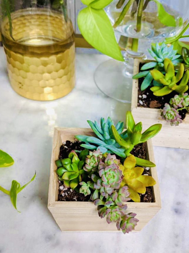 ingenioussix's tweet photo. In the past two weeks @BrokeBrownGirl1 and I have registered a business with the IRS, created a corporation, and opened a business bank account. 

All that to bring you #BrownPlantGirls: 

https://t.co/wdrVpOmiV8

Get 👏you👏some 👏quality 👏 plants 👏 AND👏arrangements!👏

PHEW. https://t.co/KWqgKCKEGH