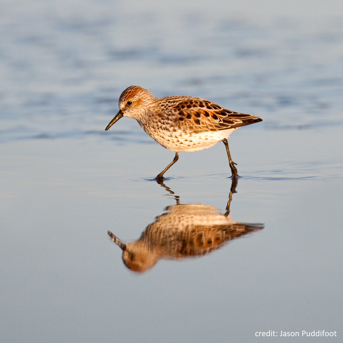 ECCCMarineBirds's tweet image. #ECCCSci and research partners are tracking #shorebird migration and a Western Sandpiper is shown travelling a distance of over 300 km from Grays Harbor to the Tofino mudflats in only 6 hours! See track: bit.ly/2z1Q30r #coastalraptors #scicomm