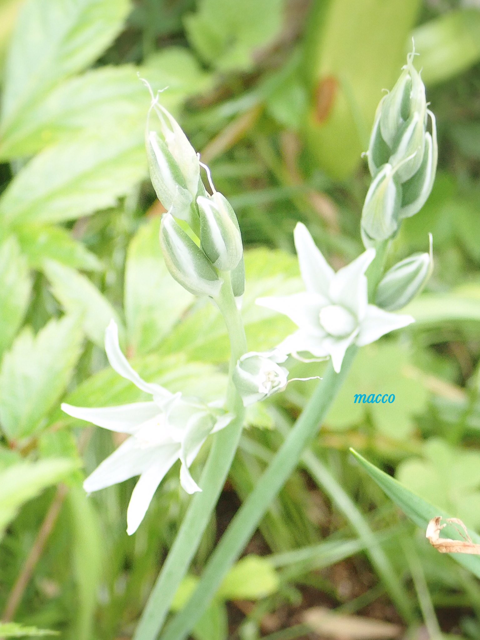 まっこ なんでアスパラ飾るのー ちゃうちゃう こちらは ガラスの花 オーニソガラムヌタンス 下から1個づつ行儀よく順番に咲いていくのね T Co 9ppqik9zdo Twitter