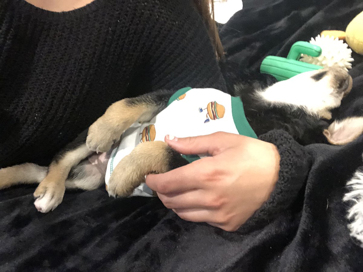 SierraStarr1's tweet photo. A sequel: How Frankie Sleeps https://t.co/r6H6etaJiL