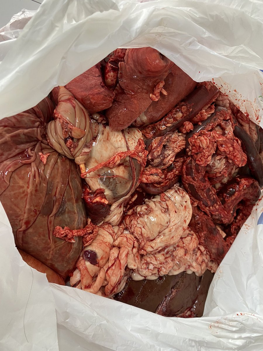 Зиа нэг хонь шарж иднээ. Эмээлт дээр энэ үйлчилгээ чинь ер нь төгсөрцөн юм байна. Дор нь янзлаад бүгдийг нь бэлдээд өгч байна.