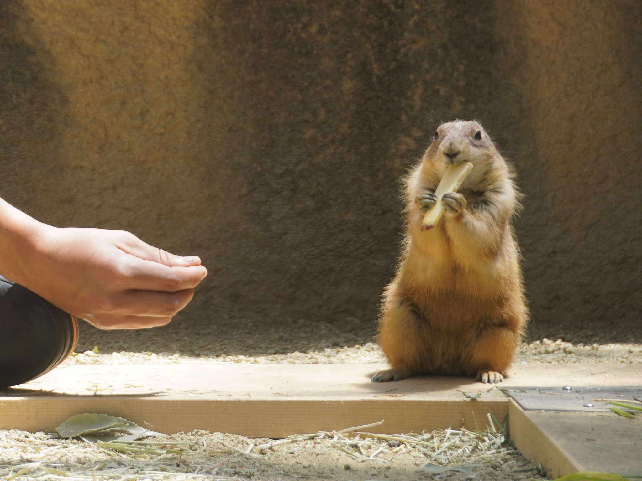 名古屋市東山動植物園 飼育員とオグロプレーリードッグの交流 ブログの人気連載企画 プレ30 も要チェック 休園中の動物園水族館 東山動植物園 動物園 オグロプレーリードッグ 名古屋 Stayhome 名古屋市東山動植物園 飼育員とオグロプレーリードッグの交流 ブログの人気連載企画 プレ30 も要チェック 休園中の動物園水族館 東山動植物園 動物園 オグロプレーリードッグ 名古屋 Stayhome