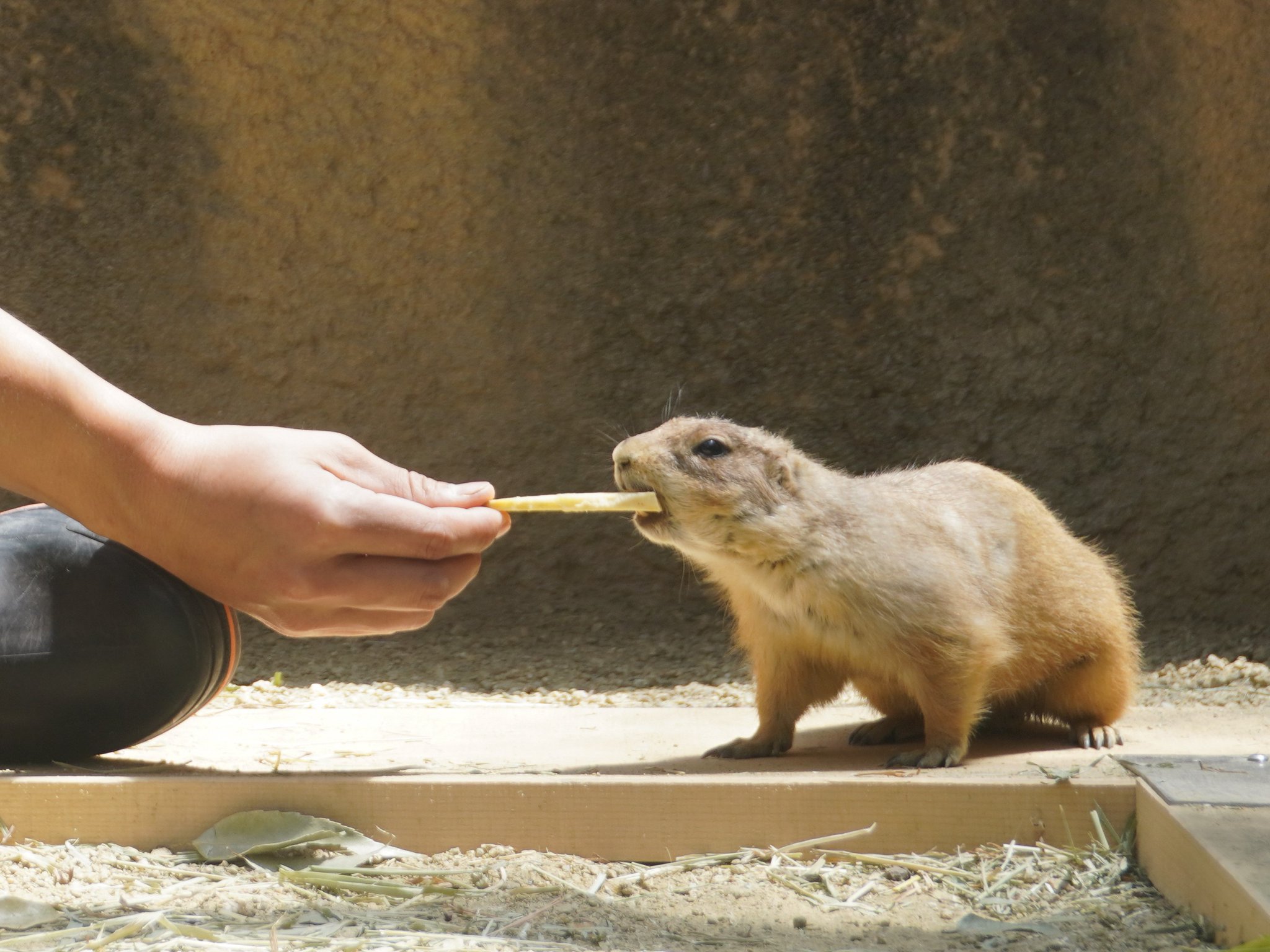 名古屋市東山動植物園 飼育員とオグロプレーリードッグの交流 ブログの人気連載企画 プレ30 も要チェック 休園中の動物園水族館 東山動植物園 動物園 オグロプレーリードッグ 名古屋 Stayhome 名古屋市東山動植物園 飼育員とオグロプレーリードッグの交流 ブログの人気連載企画 プレ30 も要チェック 休園中の動物園水族館 東山動植物園 動物園 オグロプレーリードッグ 名古屋 Stayhome