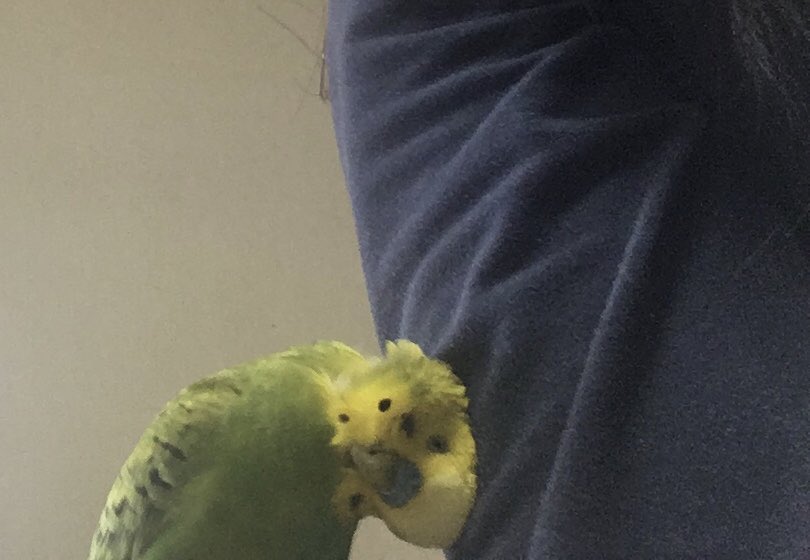 ふーちゃんとすーちゃんの顔黄色いチャンネル tweet media