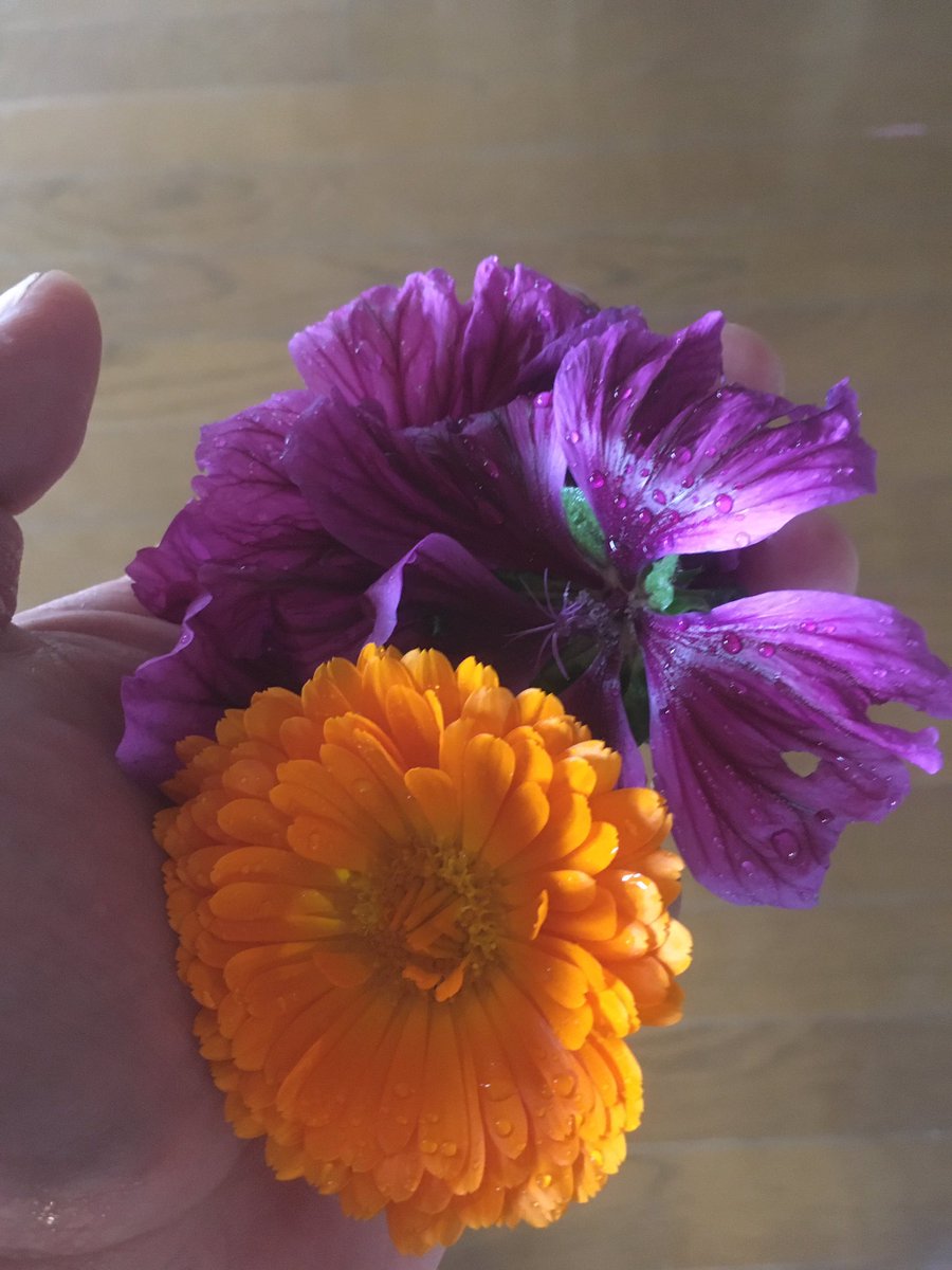 しのつかまさし マーフィーズファーム ベジタブルシッター 農園作る仲間募集中 今日は雨なのでたまにはのんびり カレンデュラとマロウの花を摘んできて生花ハーブティーにしてみました カレンデュラにはスティックフェンネルの葉っぱも入れて けど