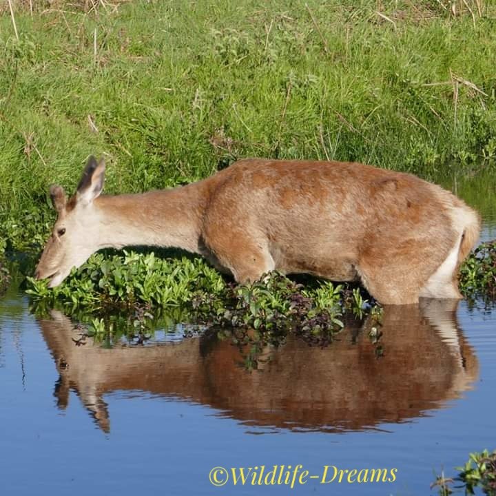 Red Deer 
Stay Safe❤️
Wildlife Phil 
Come join Wildlife Dreams
@ParkTweets @Animal_Watch @Team4Nature @CanonUKandIE @bestofwildlife @practphoto @arkwildlife @30DaysWild @ClickOnNature @123WILDLIFE @BritishWild @Naturebooks2 #wildlife #wildlifephotography @LoveNature @deersociety