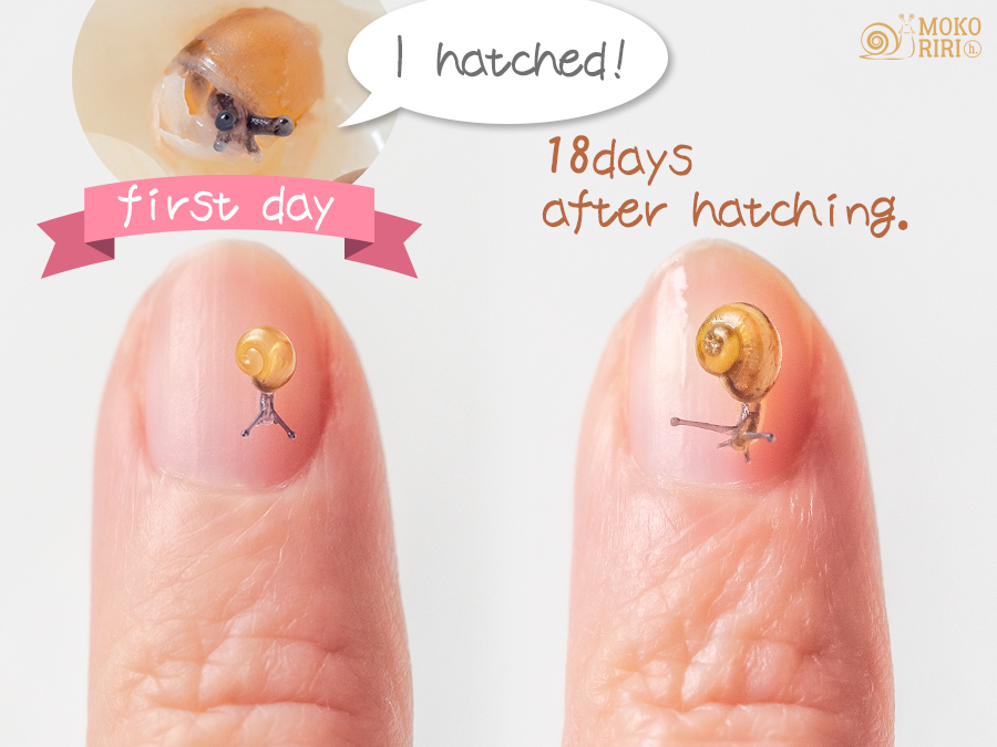 Snails Baby Snail 18days After Hatching 赤ちゃんカタツムリ 孵化後18日 Snail 蝸牛 カタツムリ かたつむり Snails Baby Snail 18days After Hatching 赤ちゃんカタツムリ 孵化後18日 Snail 蝸牛 カタツムリ かたつむり
