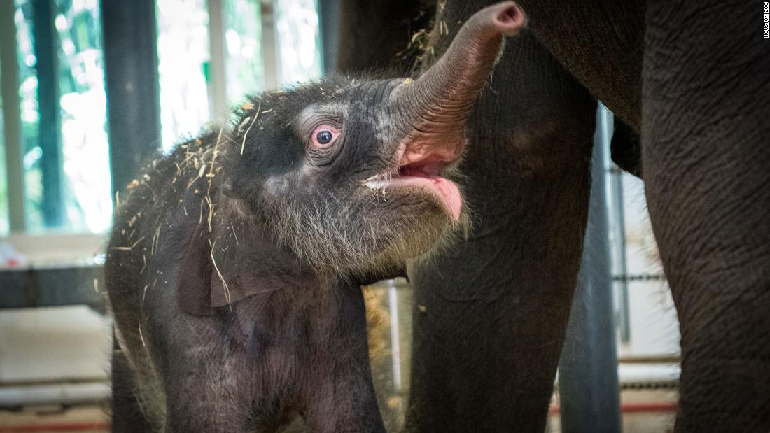 SarahBurkey3's tweet photo. I just found out this is what some newborn baby elephants looks. https://t.co/aB3xG1ZBG1