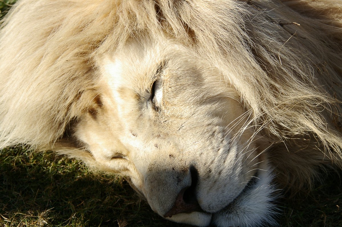 Как переводится лев. Спящие львы. Лев спящий. Коричневый Лев.