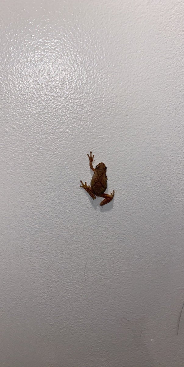 sierra_rider's tweet image. It’ll always be a mystery to me how frogs get inside houses🤔 newest rent free roommate #SpringPeeper
