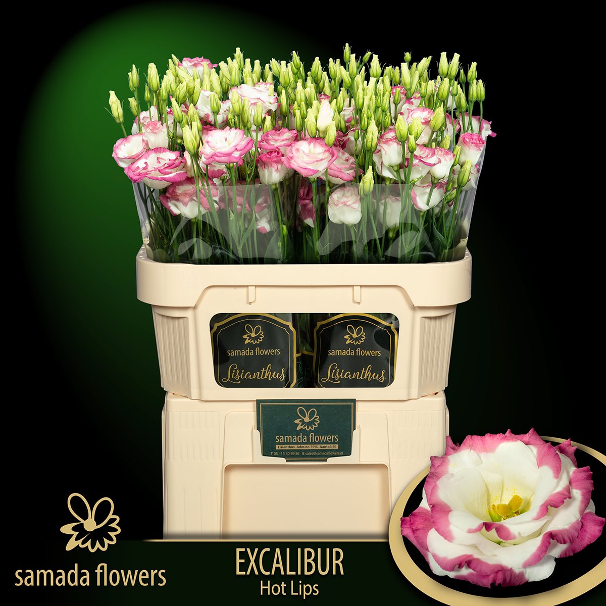 FlowersSamada's tweet photo. Vanaf maandag zullen wij de prachtige Excalibur Hotlips aanvoeren!
@FloraHolland 
Per direct beschikbaar in @FloraMondo! https://t.co/sfWP775ucF