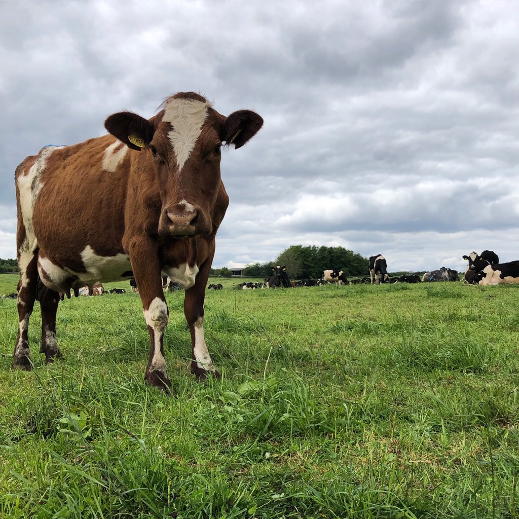 We use organic milk produced on diverse, species-rich pasture by Manor Farm’s herd of British Friesian and Dairy Shorthorn cows, right here in Chedworth, Gloucestershire.