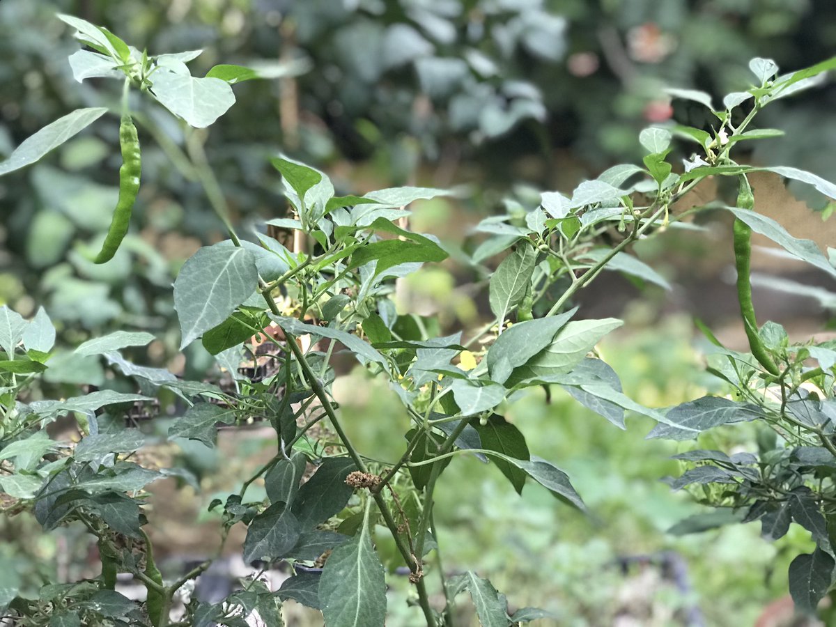 Harvests from the backyard: happiness overflows!   #MyGardenMyLife Day 53 of  #lockdown.