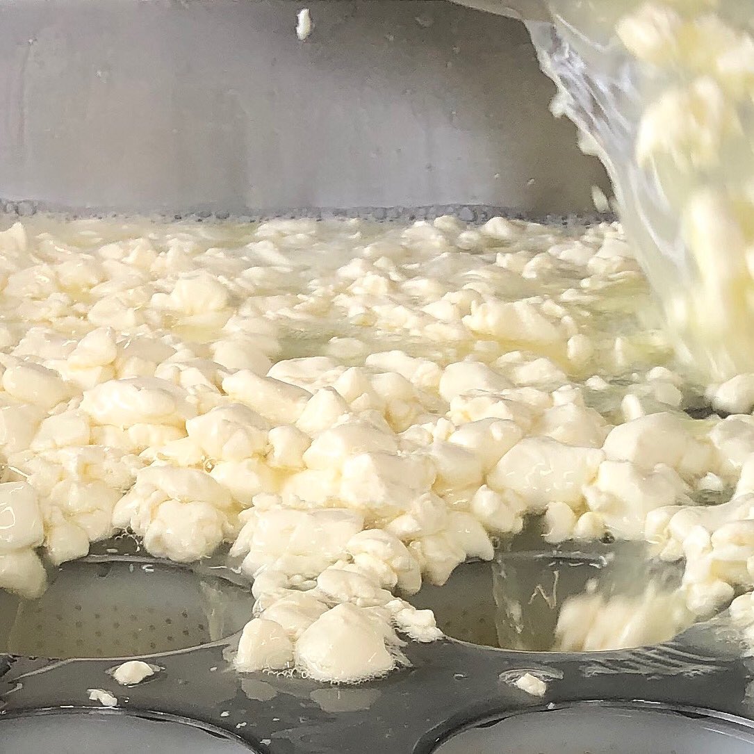 Curds and whey. The moment new cheeses are formed. Here we are making Little Rollright. The curds are gently stirred by hand until they reach the correct moisture content and acidity, and are then tipped into moulds to form cheeses.