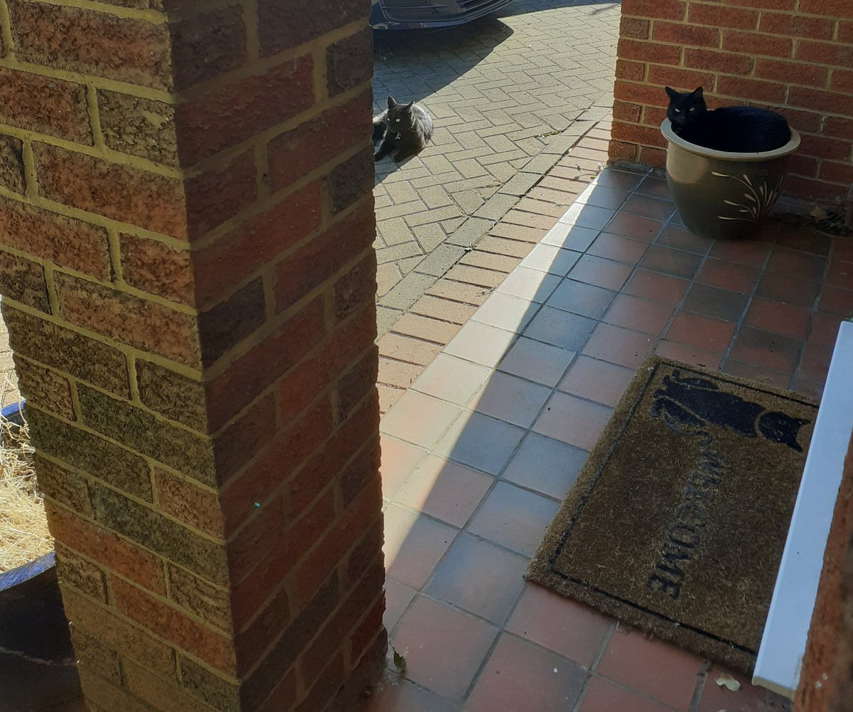 kvtr01's tweet image. My cats giving a demonstration of perfect #SocialDistancing 
#Jet #Mig
#Caturday