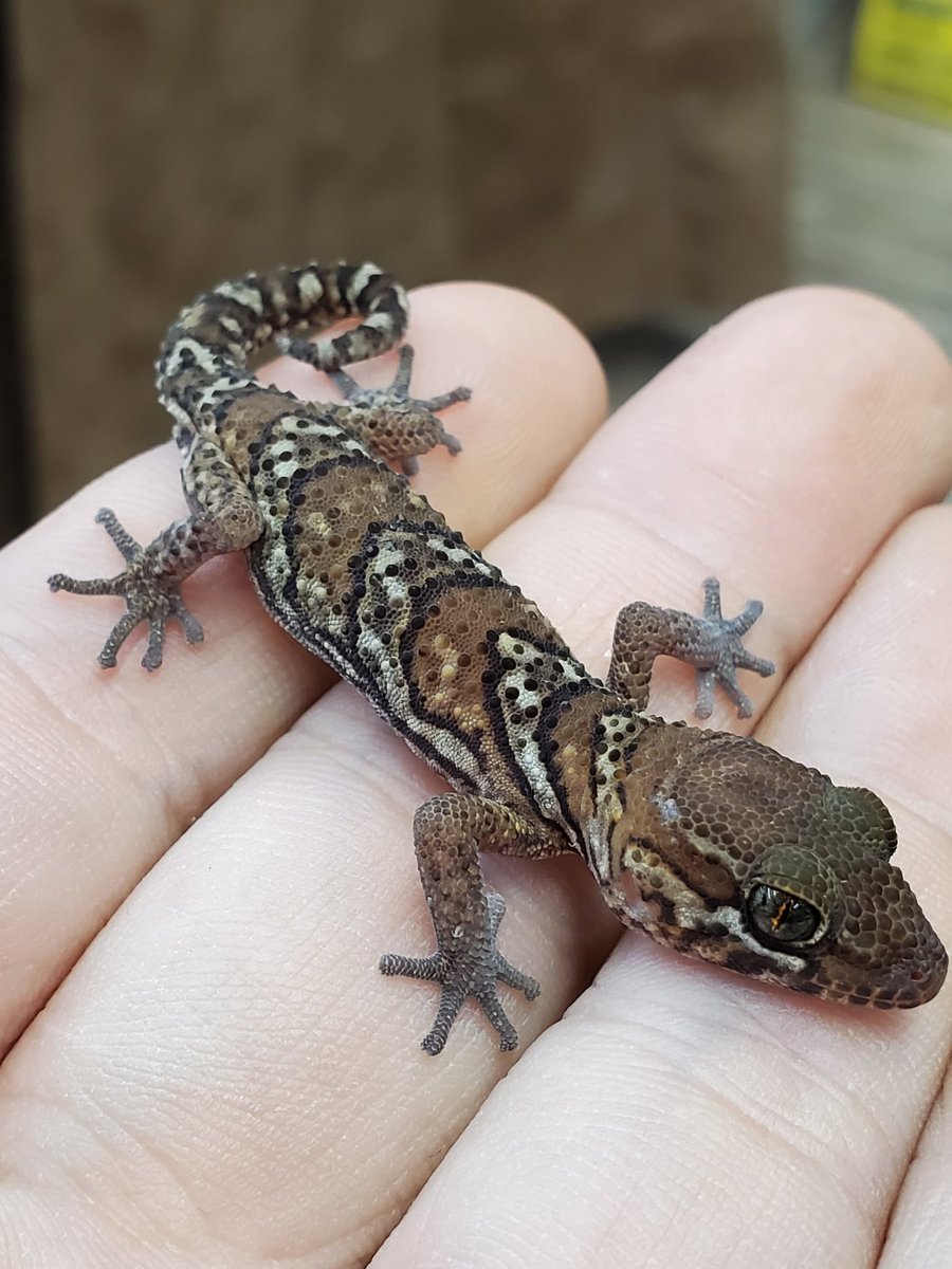 目黒のペットショップ Prop Twitterissa 新しくお店に来ました情報 ソメワケササクレヤモリ ベビー まだまだちっちゃいですが コオロギsサイズを追っかけ回してます 東京都目黒区中央町2 37 3 03 5724 3114 目黒区 学芸大学駅 ペットショップprop