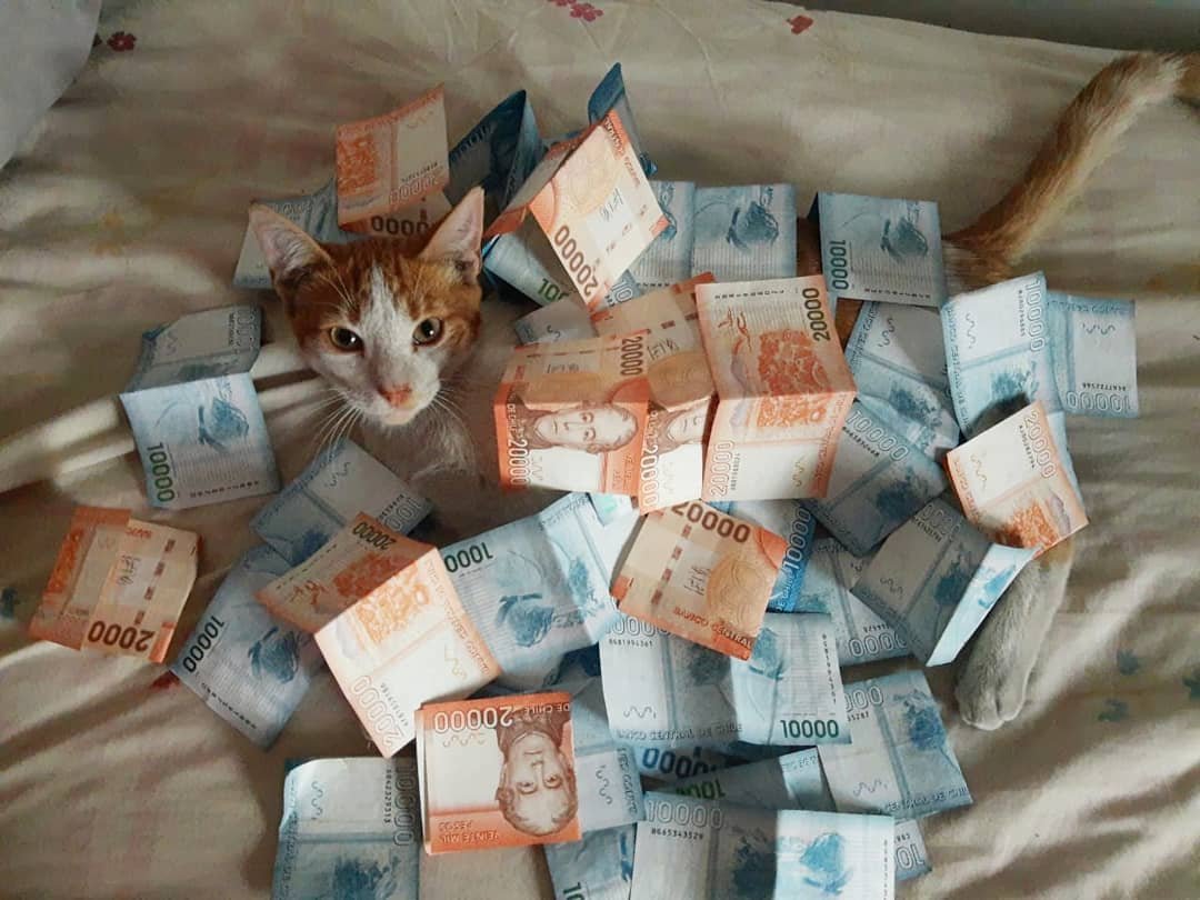 este es el michi de la abundancia, rt para que nunca les falte plata