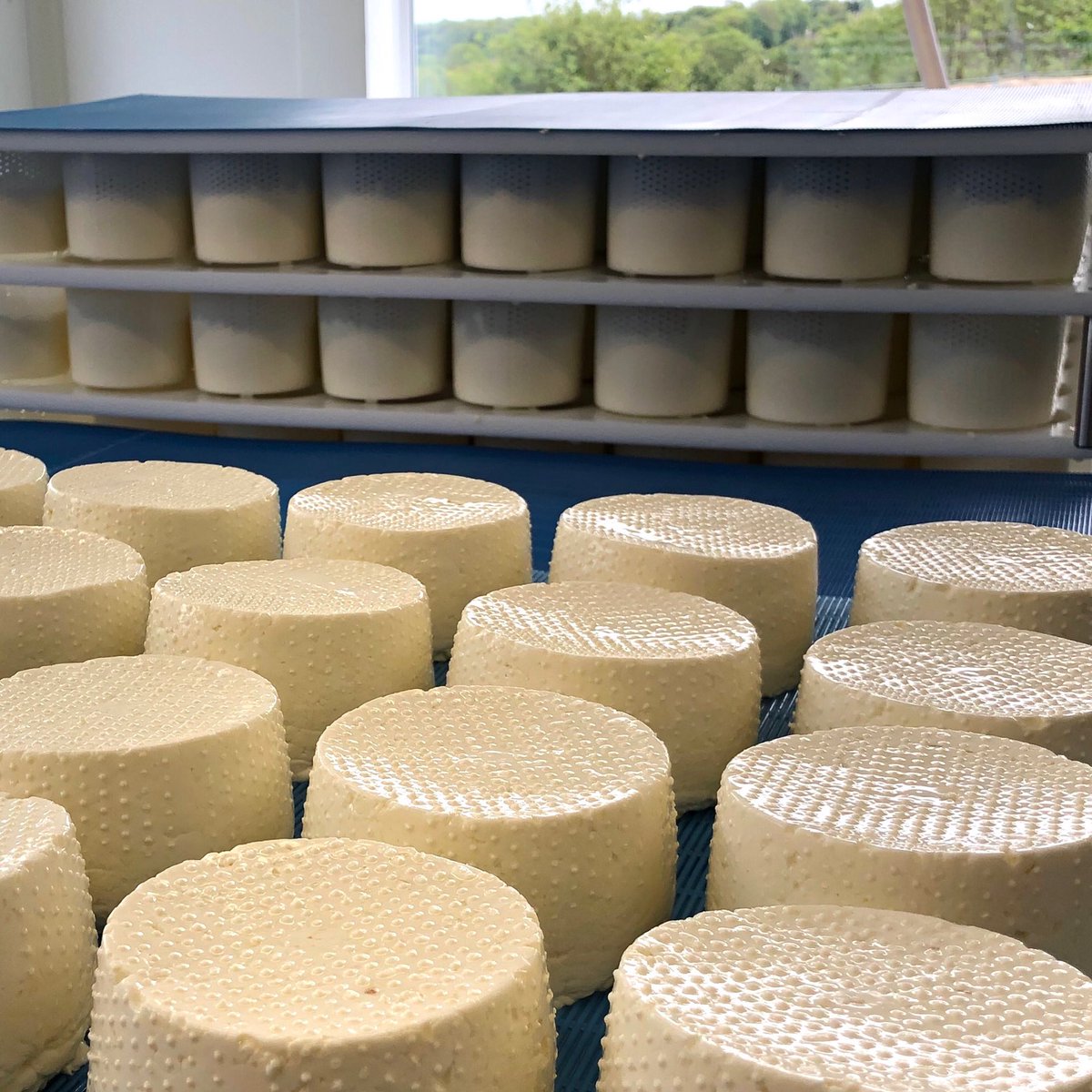 Once moulded the new cheeses are turned at multiple occasions through the afternoon. 
This aids drainage and encourages the correct acidity development - both fundamental in achieving the right flavour and texture development in our cheeses.