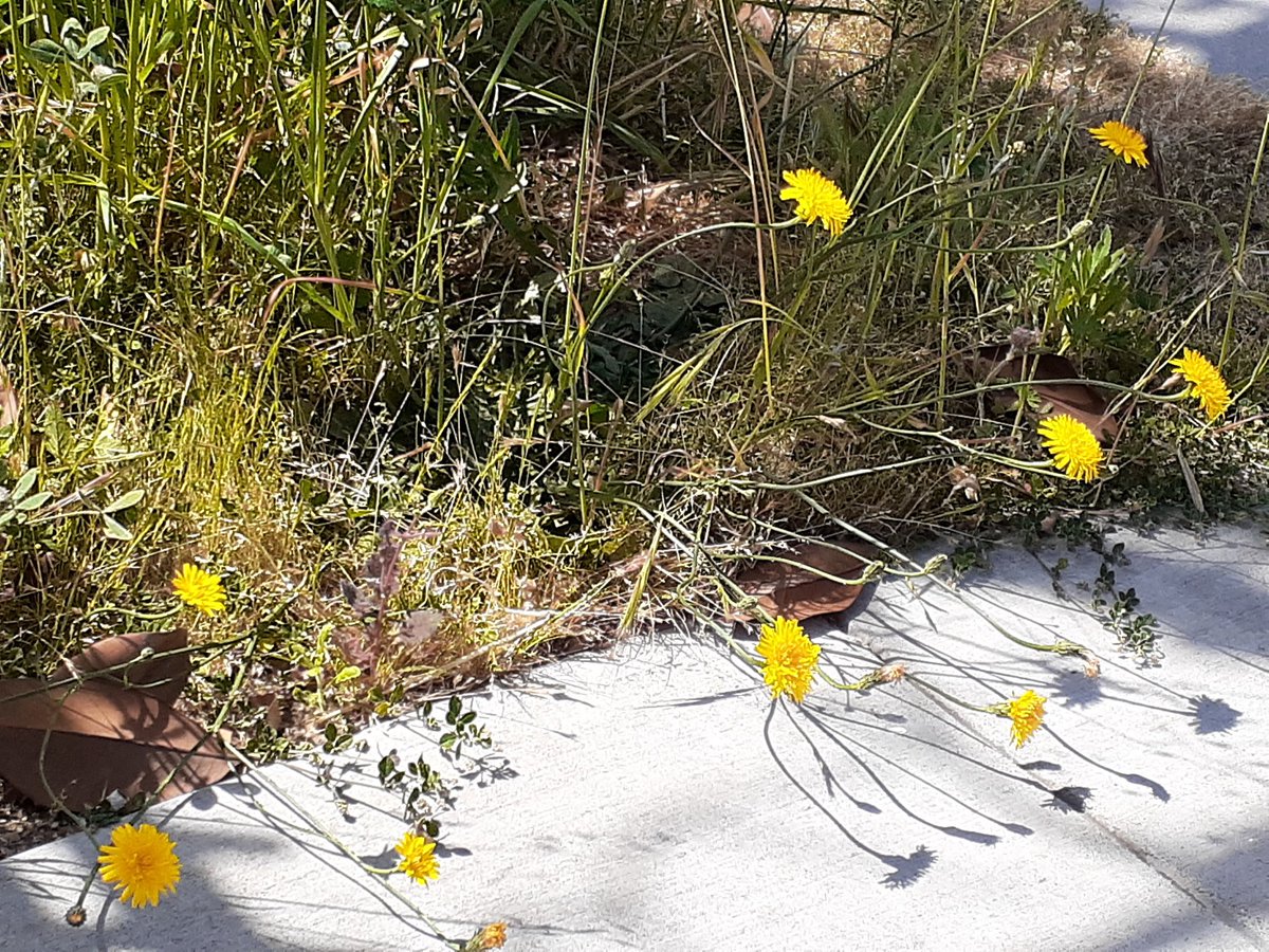 jlints58's tweet image. #SWPrompt 04/05/2020 "camouflaged battles"

That drastic bend for last light,
finality to head down
need polarizing just basics,
tears semblance to shadows
in camouflaged battles
self sustainable...traces...
none ebb life giving found 
from the echo of night.