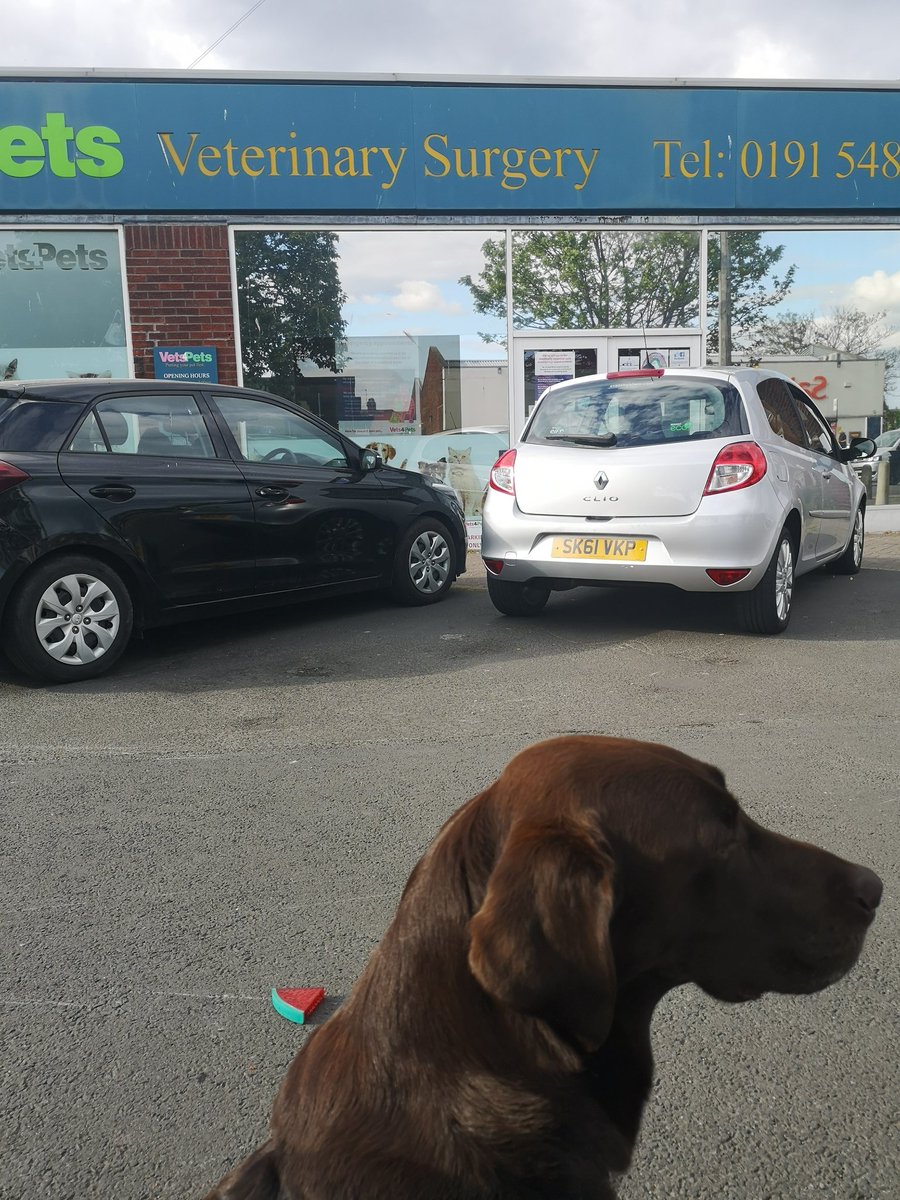 #vaccinationtime for my boy Zorro. I am prod of him. He's so #brave
#chocolatelabrador  #mysweetiepie