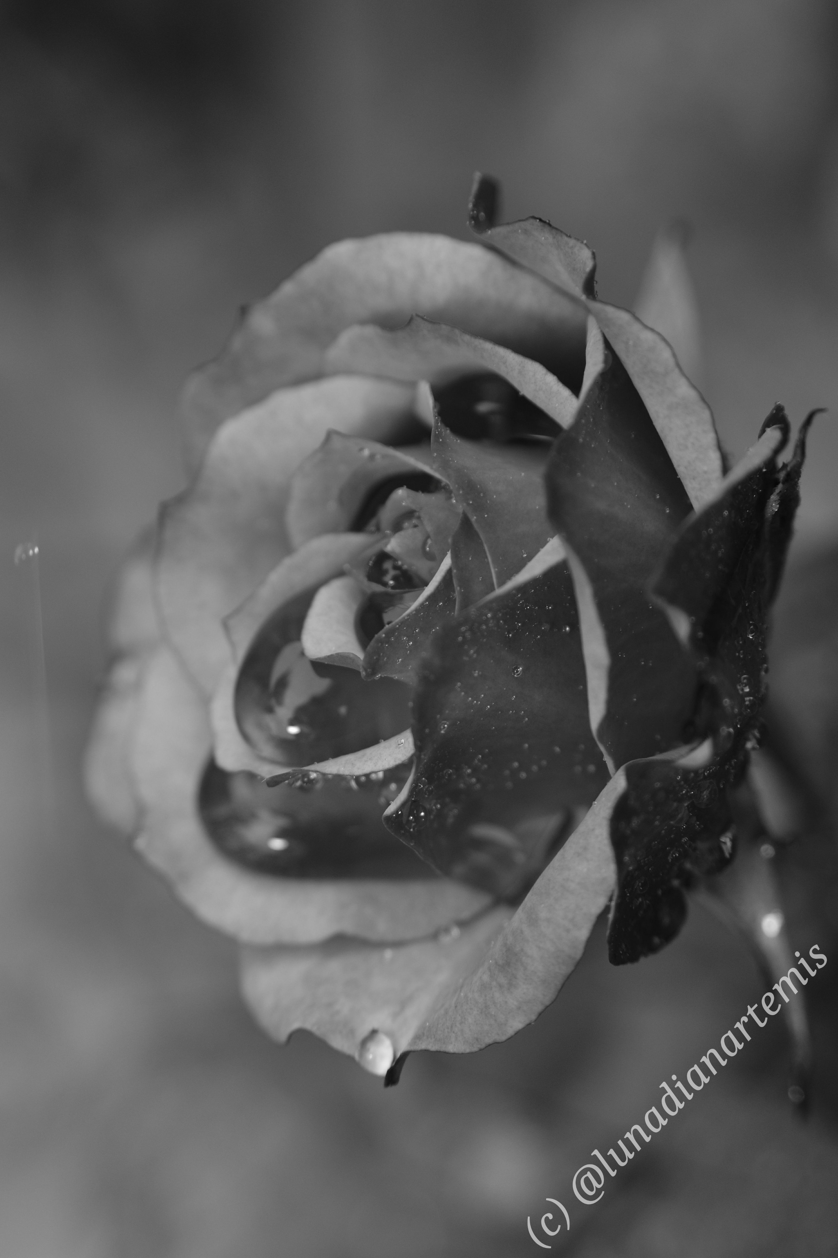 薔薇探検隊 Rose Love Jp Twitter