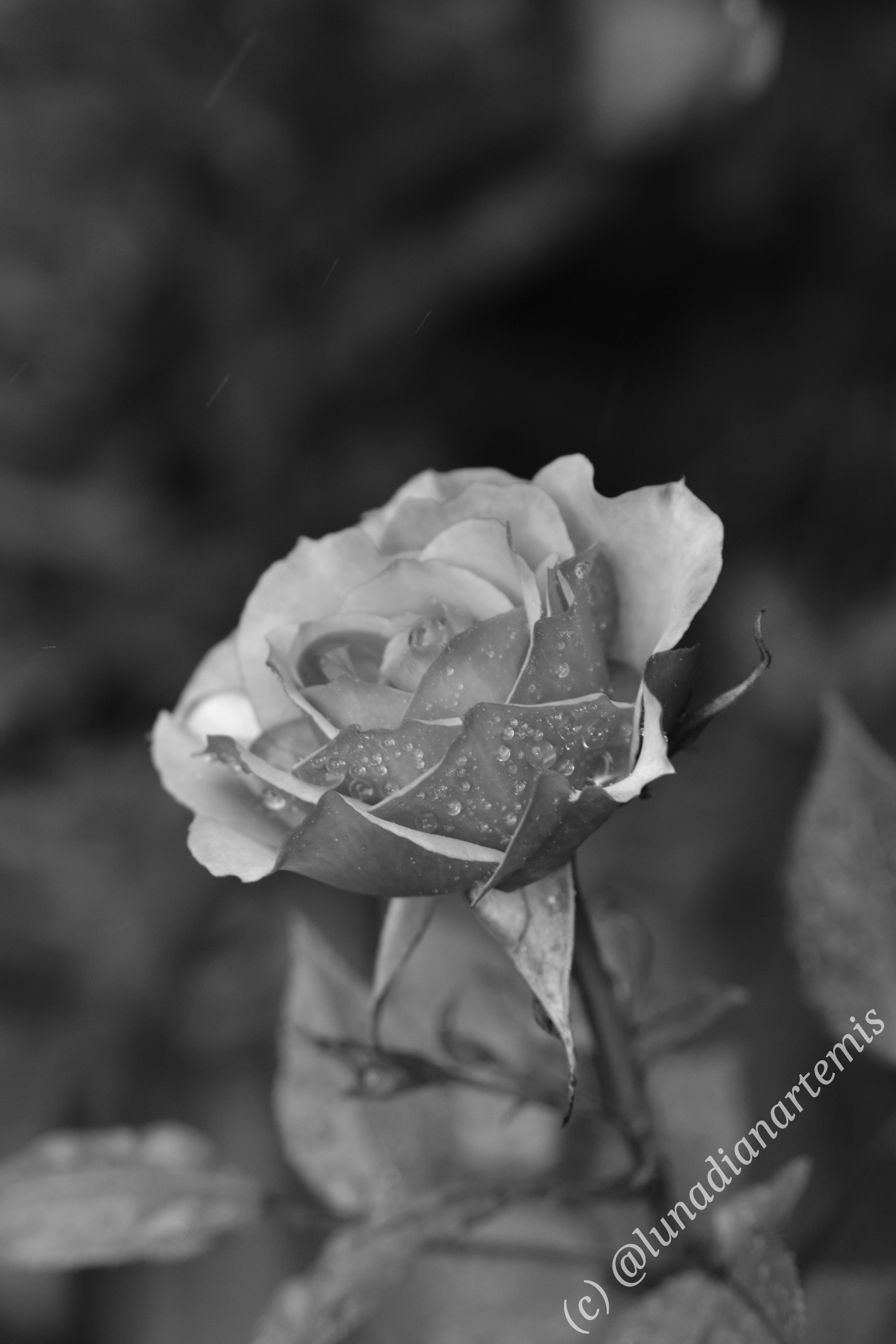 薔薇探検隊 Rose Love Jp Twitter