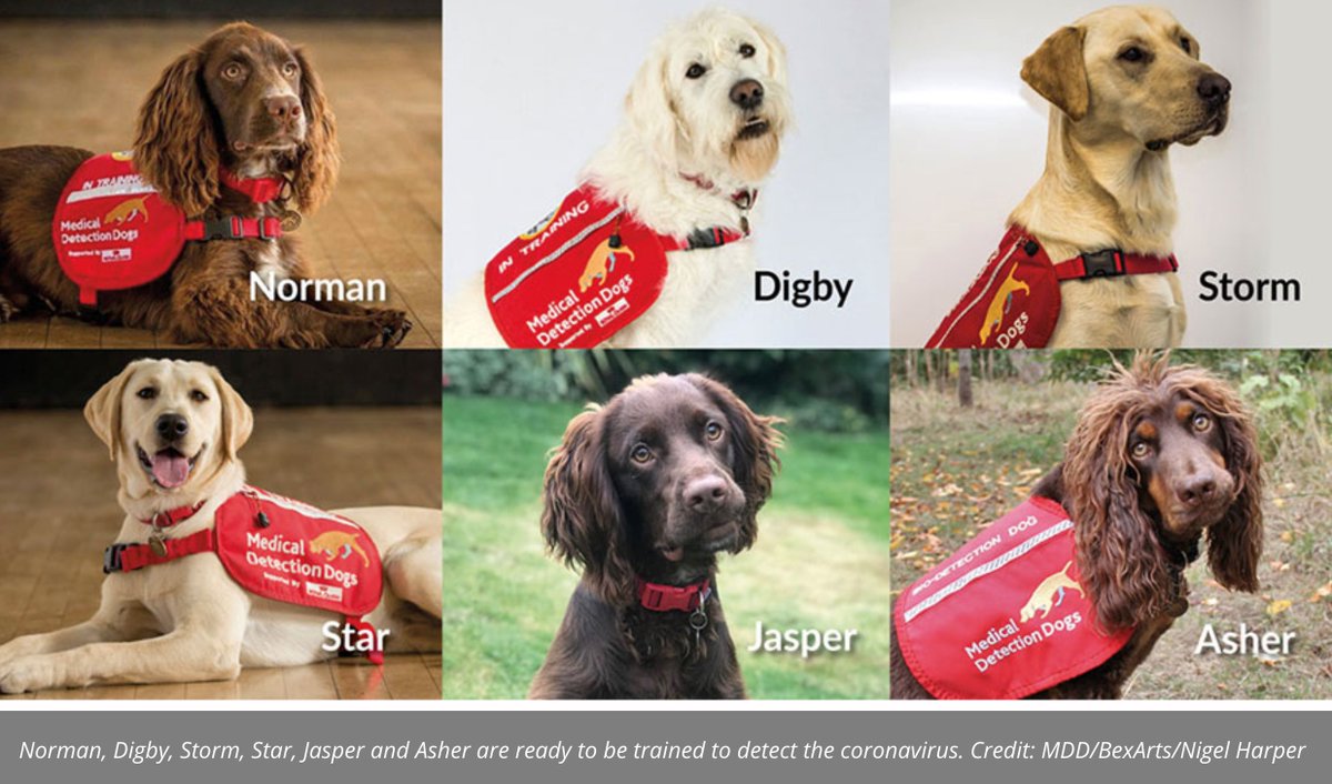 The UK government has funded (£500,000) a research project to train these 6 dogs to smell persons with SARS-CoV-2. If they succeed, apparently the dogs can screen 200 persons an hour. tinyurl.com/ycjh24ax #COVID19 #coronavirus